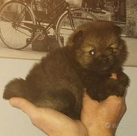 Cucciola spitz nano