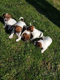 Cucciolata jack russell tricolore