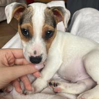 Maschio jack russell terrier