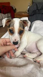 Maschio jack russell terrier