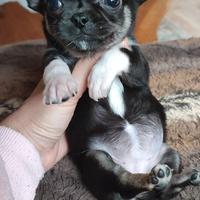 Chihuahua taglia piccolissima