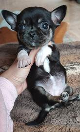Chihuahua taglia piccolissima