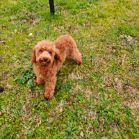 Barboncino nano maschio red pedigree Enci