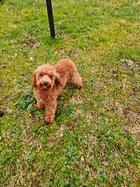 Barboncino nano maschio red pedigree Enci