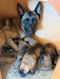 Pastore Belga Malinois