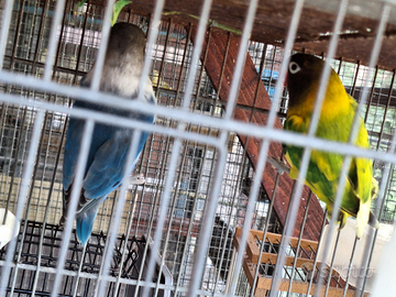 Pappagalli inseparabili roseicollis e personata