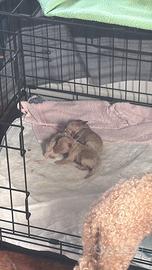 Cuccioli tipo Barboncino Toy