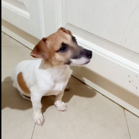 Cucciola di jack russell