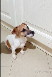 Cucciola di jack russell