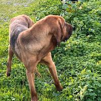Cucciolona Bloodhound