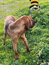 Cucciolona Bloodhound