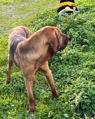 Cucciolona Bloodhound