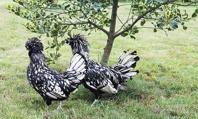 Padovana argento coppia