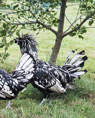 Padovana argento coppia
