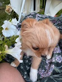 Cucciolo Chihuahua Marsel