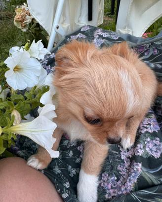 Cucciolo Chihuahua Marsel