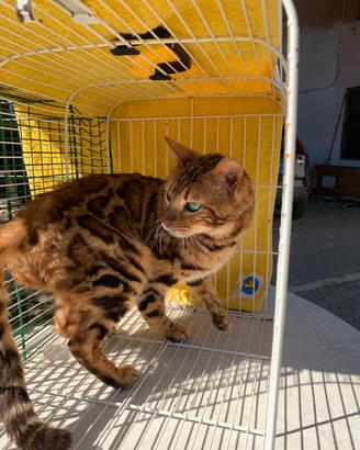 Gatte adulte di razza bengala (FEMMINE)