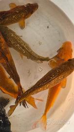 Carpe koi