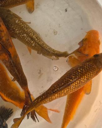 Carpe koi