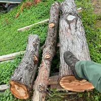 Tronchi legno di ginepro