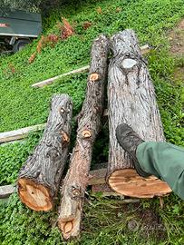 Tronchi legno di ginepro