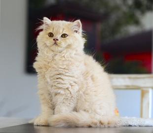 British longhair maschio crema con pedigree