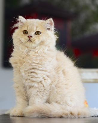 British longhair maschio crema con pedigree