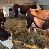 Bovine razza Valdostana