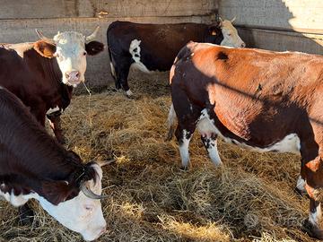 Bovine razza Valdostana