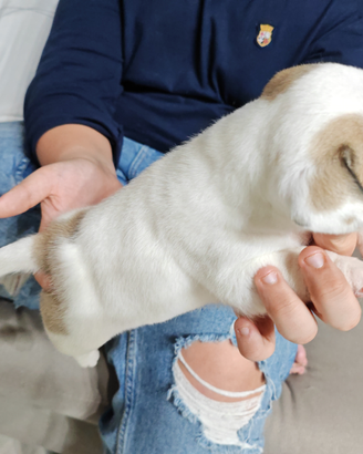 Bulldog francese tricolor