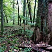 Terreno boschivo a Masserano (BI)