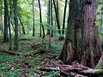 Terreno boschivo a Masserano (BI)