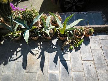 agavi e cactus