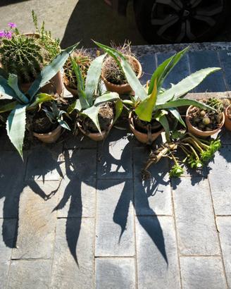 agavi e cactus