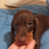 Cuccioli di bassotto Nano piccolo/kaninchen 800