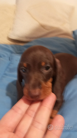 Cuccioli di bassotto Nano piccolo/kaninchen 800