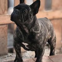 Bulldog francese maschio