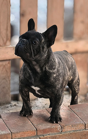 Bulldog francese maschio