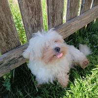 MALTESE FEMMINA ADULTA 4 anni