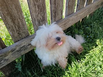 MALTESE FEMMINA ADULTA 4 anni