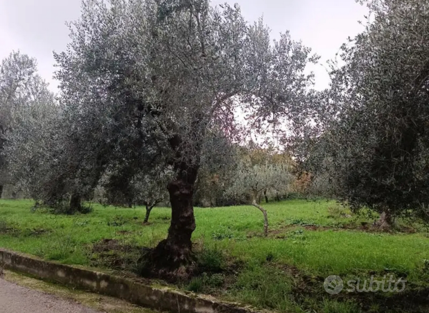 Terreno agricolo - Vista 2