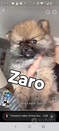 spitz maschio 