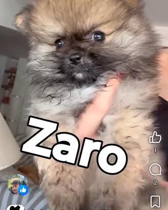 spitz maschio 