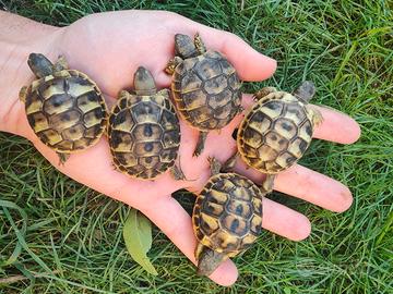 Tartarughe