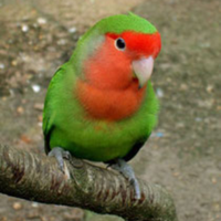 Inseparabile allevato a mano