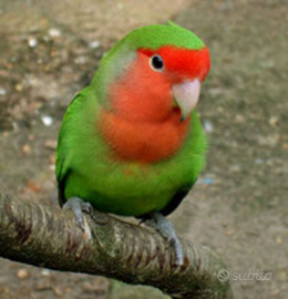 Inseparabile allevato a mano