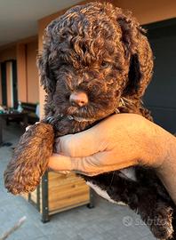 Cuccioli Lagotto Romagnolo