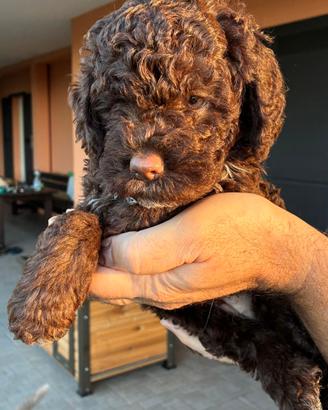 Cuccioli Lagotto Romagnolo