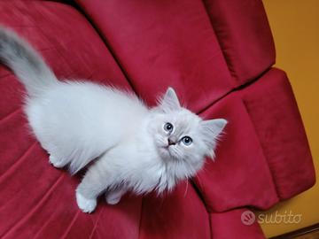 Cucciola di gatto di razza Ragdoll