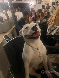 Staffordshire Bull Terrier disponibile per monta